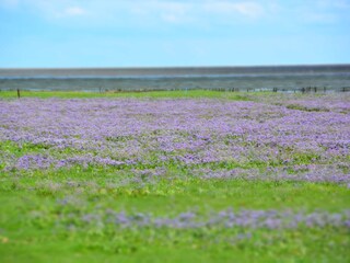 Casa per le vacanze Wyk auf Föhr Ambiente 24