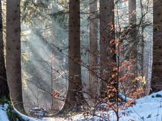 Wanderung im Wald ab 1 Minuten vom Haus