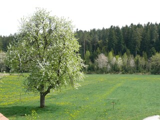 Appartamento per vacanze Ettmannsweiler Registrazione all'aperto 8
