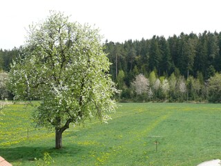 Vakantieappartement Ettmannsweiler Buitenaudio-opname 8