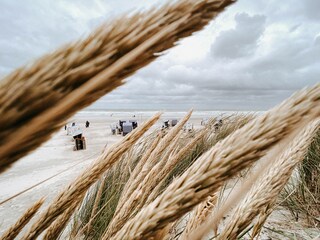 Strandhafer
