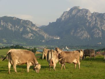 Biohof Wohlfühl-Ferienwohnung am Berg - Stögerhof
