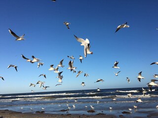 Maison de vacances Karlshagen Environnement 37