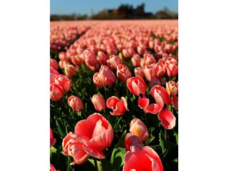 Casa per le vacanze Julianadorp Ambiente 25