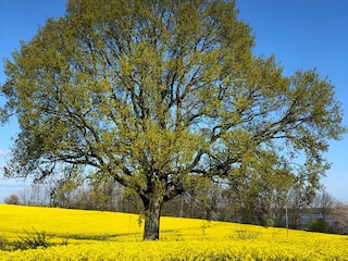 Rapsblüte im Mai