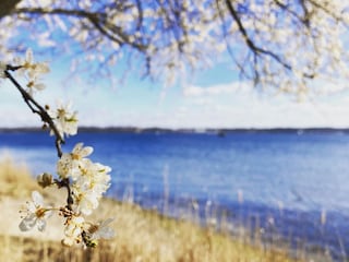 Frühling an der Flensburger Förde