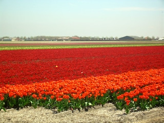 Tulpenfelder in Julianadorp