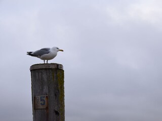 Häufiger Anblick am Meer