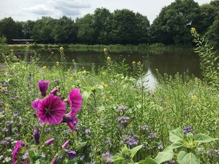 Kerpener See umrahmt von Blumen