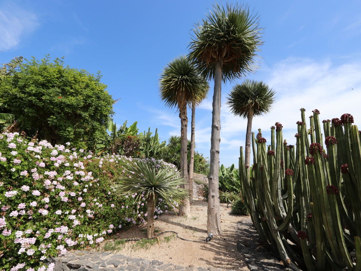 Garten der Finca Los  Dragos in Playa. San Juan