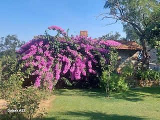 Der Garten mit vielen Blumen