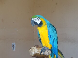 Appartamento per vacanze Cala Millor Ambiente 34