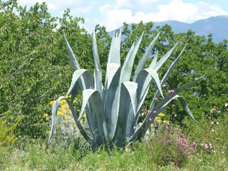 Beeindruckende Agave