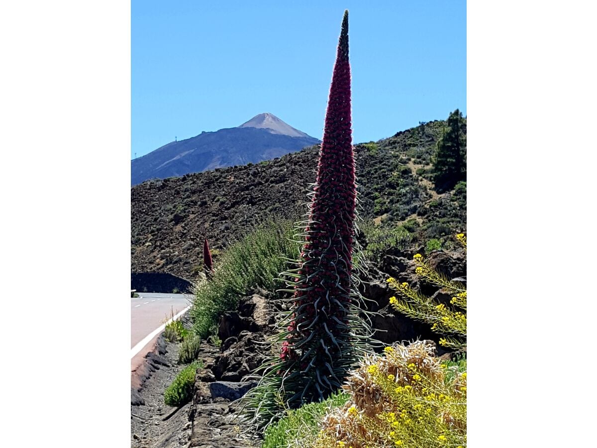 Vulcan Teide mit blühender Tajinaste