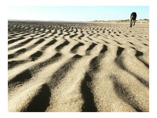 Hund freundlich Sand Strande