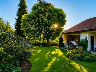 die alte Kastanie, ein Schattenspender