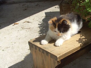 Appartamento per vacanze Seeham Ambiente 13