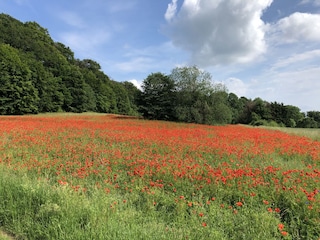 auf dem Feld hinterm Haus