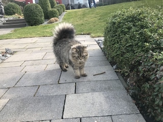 Gartentiger Cäsar