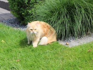 Gartentiger Cleo