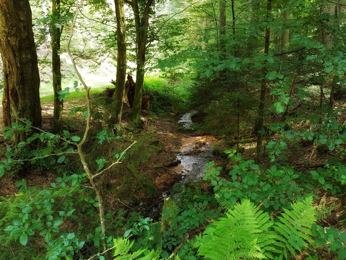 Bachlauf in der Nähe