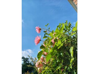 Dünenrose