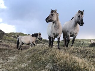 Chalet Noordwijk Ambiente 25