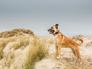 Chalet Noordwijk Ambiente 29