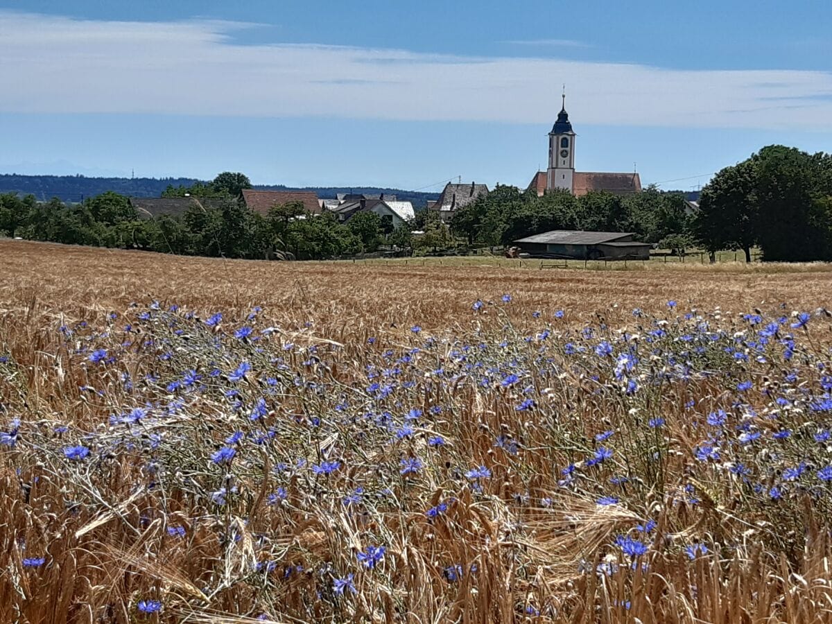 Mainwangen von Norden