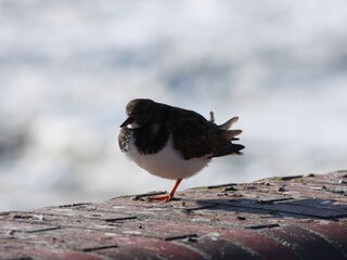 Steinwälzer am Südstrand