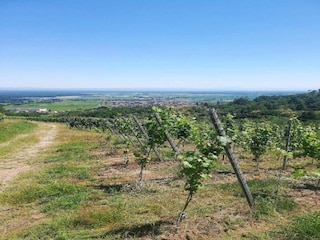 Appartement Dambach-la-Ville Omgeving 28