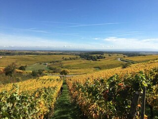 Appartement Dambach-la-Ville Environnement 31