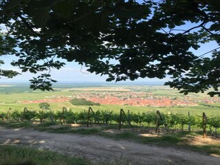 Apartment Dambach-la-Ville Umgebung 23
