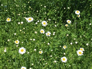 Appartamento per vacanze Heringsdorf (Ostholstein) Registrazione all'aperto 8