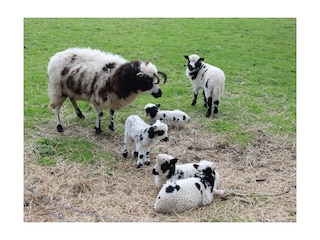 Apartamento de vacaciones Heringsdorf (Ostholstein) Entorno 20