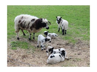 Appartamento per vacanze Heringsdorf (Ostholstein) Ambiente 21