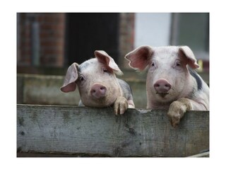 Apartamento de vacaciones Heringsdorf (Ostholstein) Entorno 21