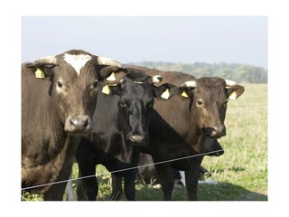 Appartamento per vacanze Heringsdorf (Ostholstein) Ambiente 23