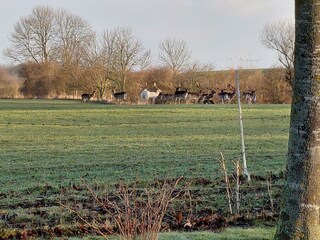 Vakantieappartement Heringsdorf (Ostholstein) Buitenaudio-opname 7