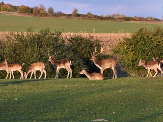Casa de vacaciones Lancken-Granitz Grabación al aire libre 8