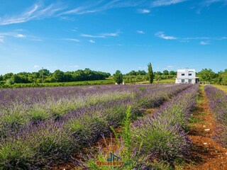 Casa per le vacanze Juršići Ambiente 40