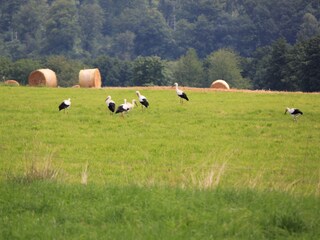 Casa per le vacanze Oltingue Ambiente 18