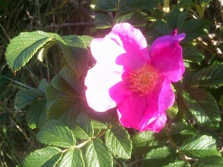 Apfelrose