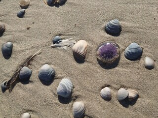 Strandgut