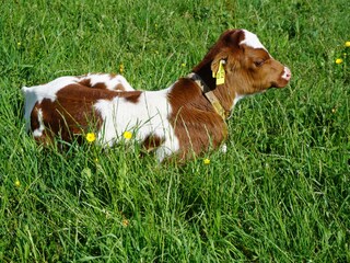 Appartamento per vacanze Bad Peterstal-Griesbach Ambiente 26