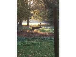 Wildpark -Dülmen