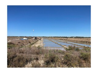 Salt Marshes