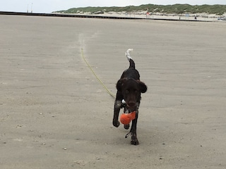 Toben am Strand