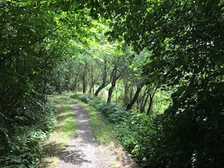 Wunderschöne Wälder