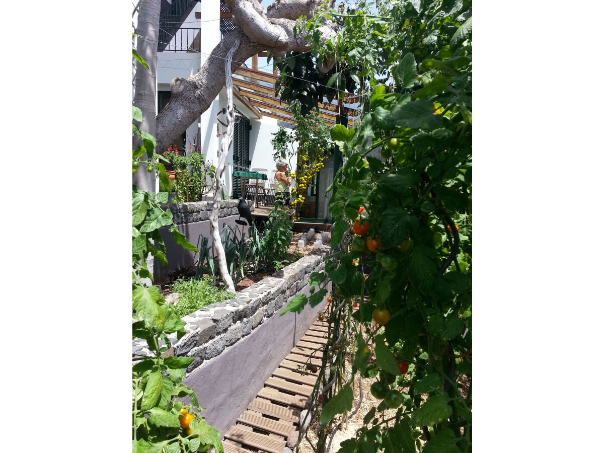 Tomaten im Kräutergarten